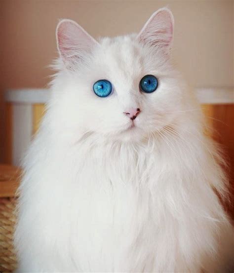 kucing anggora putih mata biru